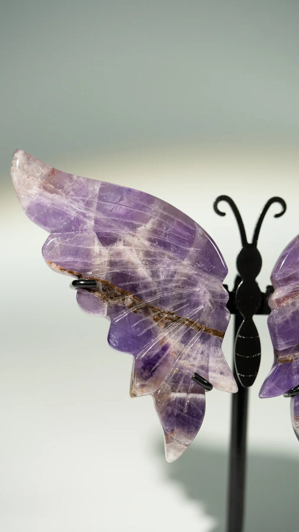 Amethyst Schmetterling