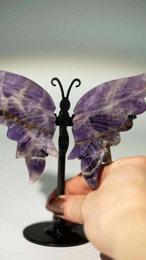 Amethyst Schmetterling