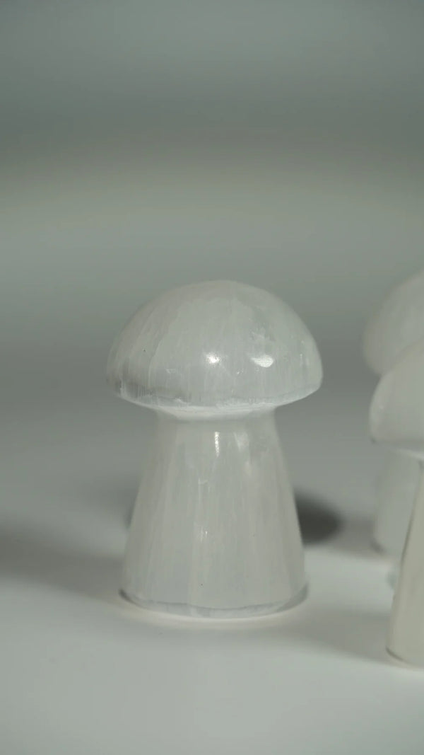 Selenit Pilz