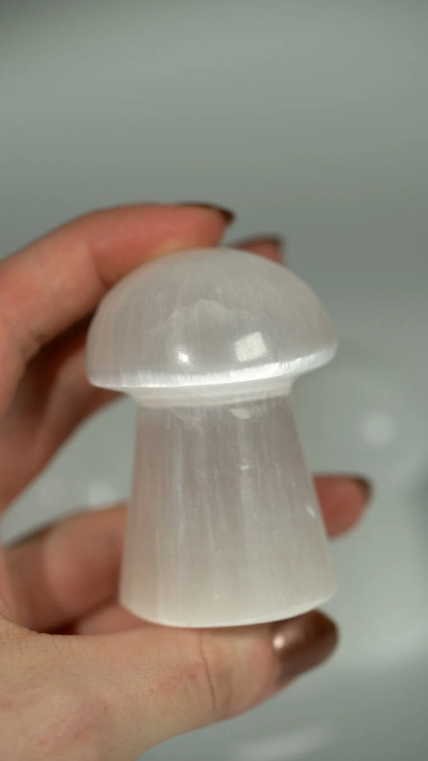 Selenit Pilz