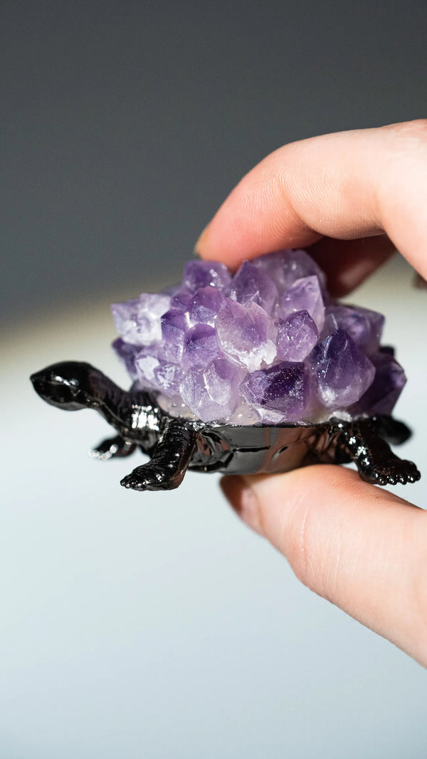 Amethyst Schildkröte