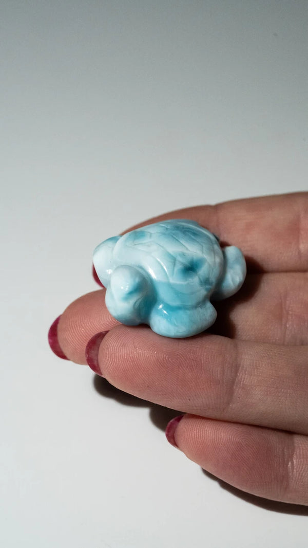 Larimar Schildkröten (10 von 10)