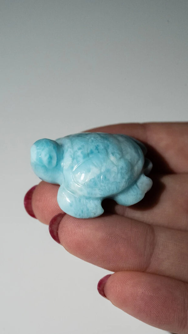 Larimar Schildkröten (6 von 10)
