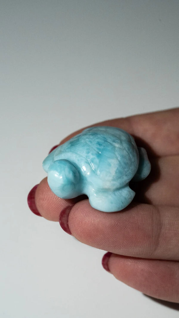 Larimar Schildkröten (8 von 10)