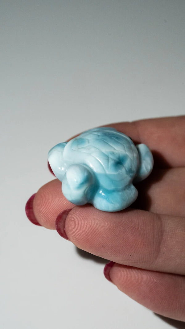 Larimar Schildkröten (9 von 10)