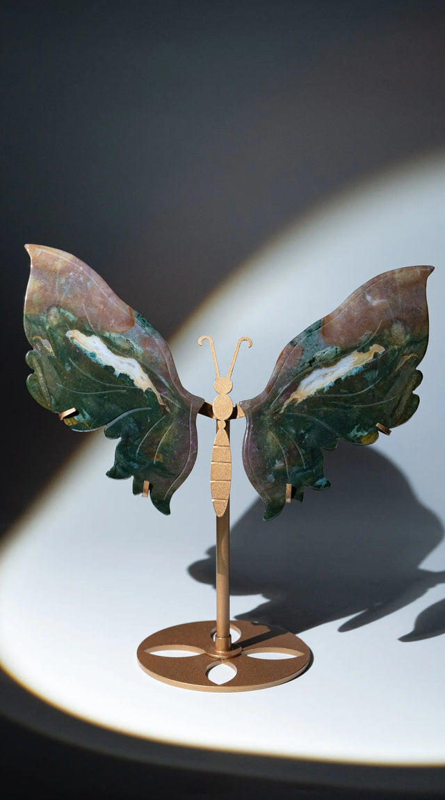 Ocean Jasper Schmetterling