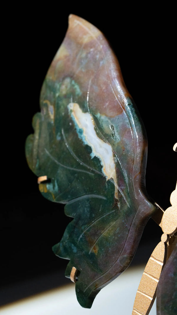 Ocean Jasper Schmetterling