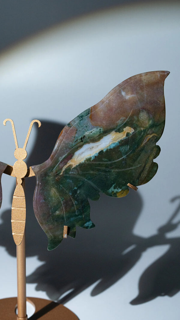 Ocean Jasper Schmetterling