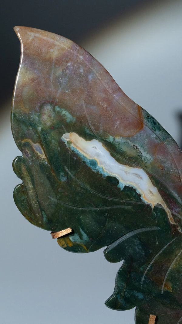 Ocean Jasper Schmetterling