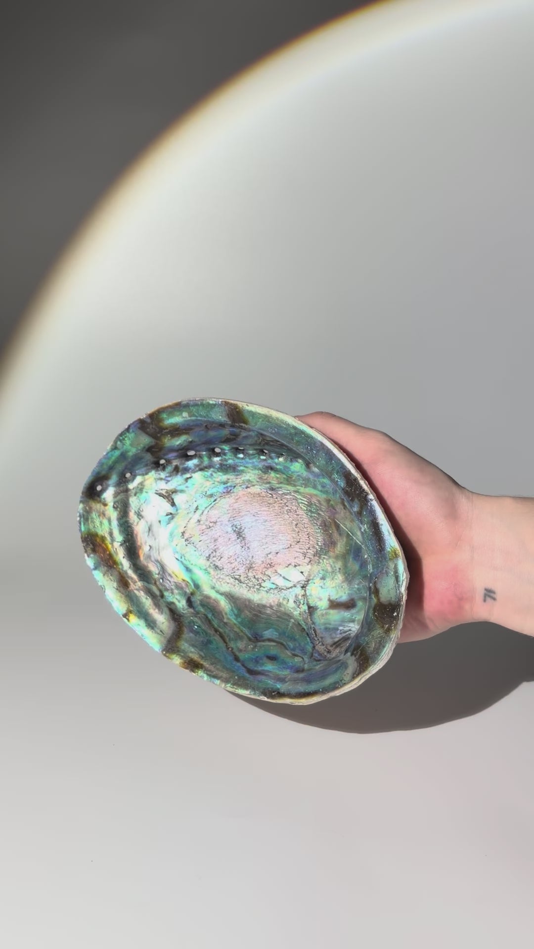 Neuseeländische Paua